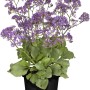 Geflügelter Strandflieder (Limonium sinuatum) im Topf, violette Blüten, ca. 20-30 cm hoch.