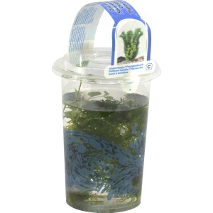 Wasserpflanzen 3 Sorten im Becher Topf-Ø ca. 11 cm