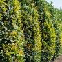 Reihe Kirschlorbeer Genolia Pflanzen, ca. 125-150cm hoch, als Hecke gepflanzt.