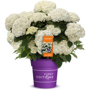 Hydrangea arborescens 'FlowerWow'® F.E. Höhe ca. 40 cm Topf 4,5 l Hydrangea