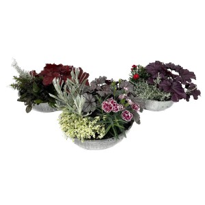 Herbstliches Pflanzen-Arrangement im Zinktopf (Ø 29cm) mit bunten Herbstblühern und Zierpflanzen.