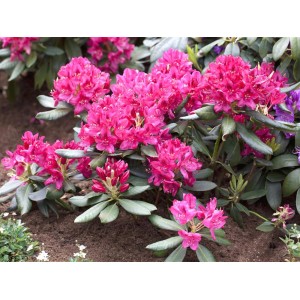 Blühender, purpurroter OBI Rhododendron Nova Zembla im Topf.