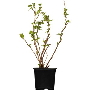 Junge OBI Brombeere 'Schwarz' im 4 l Topf, ca. 30-40 cm hoch.