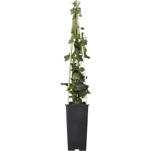 Großblättriger Irischer Efeu ca. 40 - 60 cm Topf-Ø ca. 17 cm Hedera hibernica
