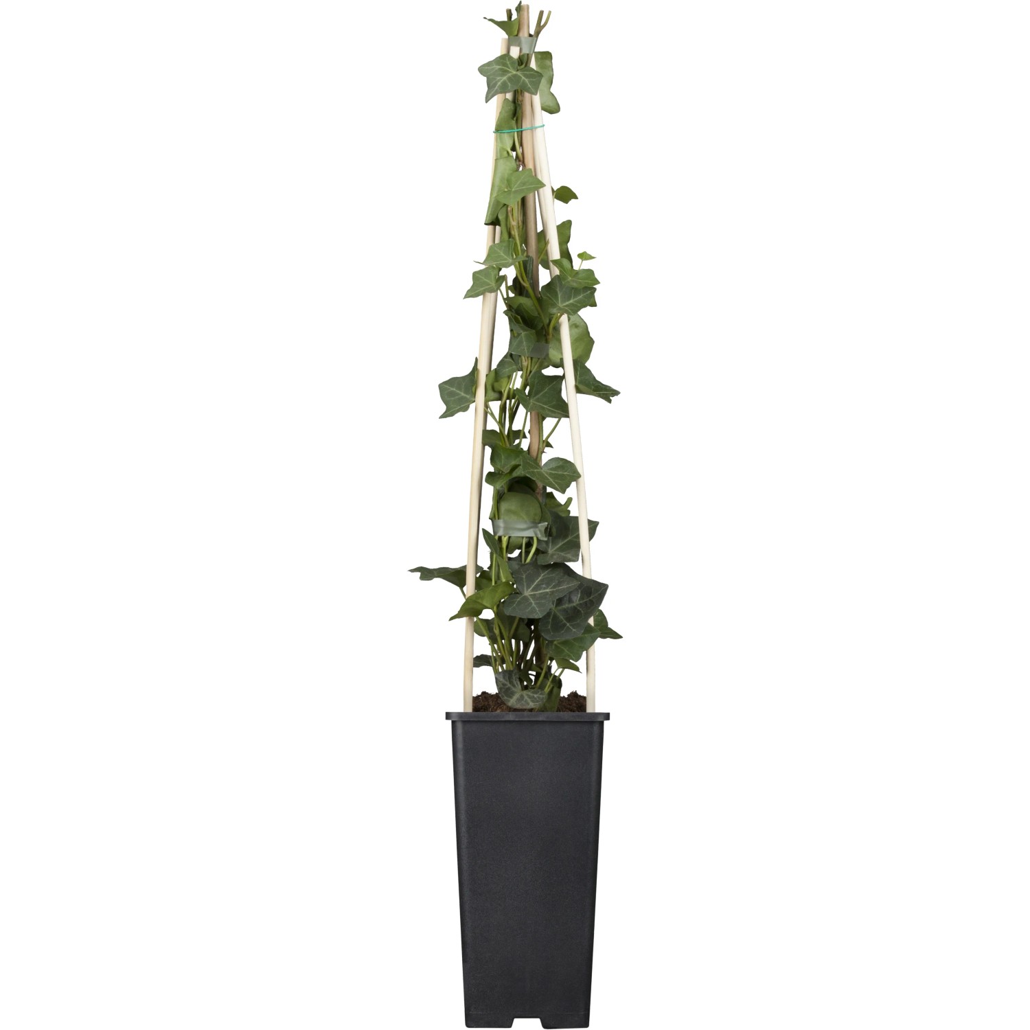 Groblttriger Irischer Efeu ca. 40 - 60 cm Topf- ca. 17 cm Hedera  hibernica kaufen bei OBI