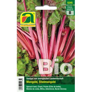 Bio Mangold Saatgut, roter Stielmangold mit grünen Blättern.