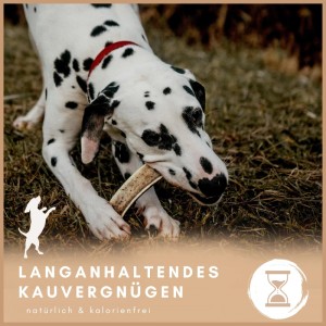 Dalmatiner Hund kaut genüsslich auf einem Supravit Hirschgeweih Kauspielzeug für Hunde im Gras. Fördert Zahnpflege.