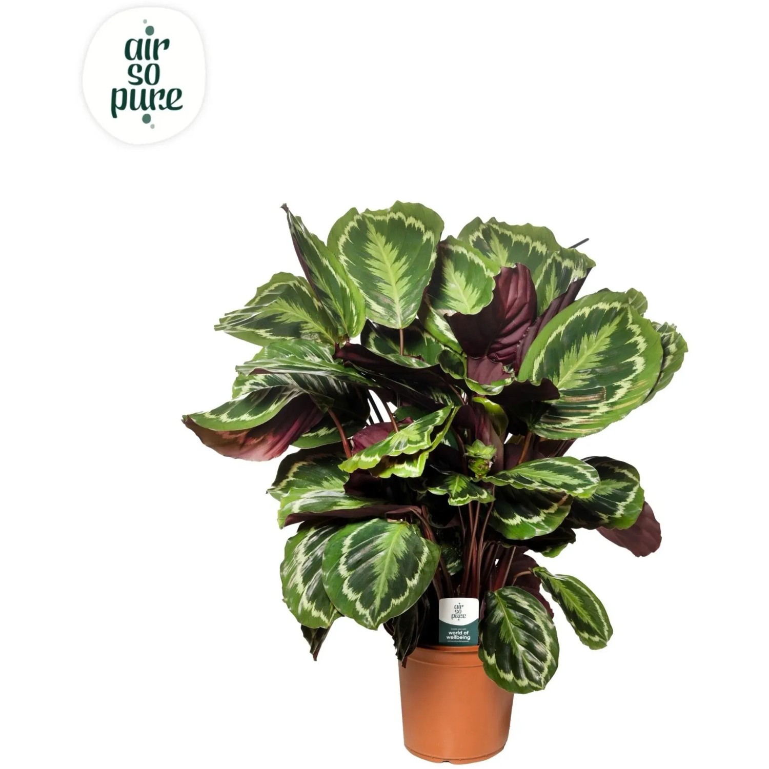 Calathea kaufen bei OBI