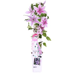 Waldrebe "Yuan" Höhe ca. 65 cm Topf ca. 2 l Clematis