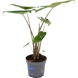 Elefantenohr-Alokasie (Alocasia zebrina) im Topf, ca. 65 cm hoch. Blattschmuckpflanze mit gemusterten Stielen.