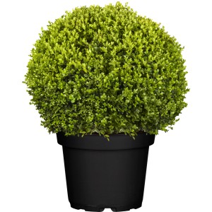 GROW by OBI Buchsbaum "Faulkner" ca. 35 cm Topf ca. 15 l Buxus microphylla