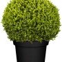 Kugelrunder, grüner Buchsbaum Faulkner im schwarzen Topf, ca. 35 cm hoch.