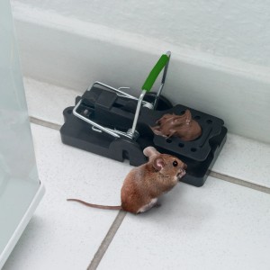 Gardigo Schlag-Mausefalle im 2er Set mit Köder und Maus in Küchenumgebung.