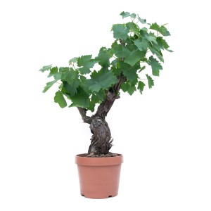 GROW by OBI Bonsai-Weinrebe (Vitis vinifera) im Topf mit grünen Blättern.