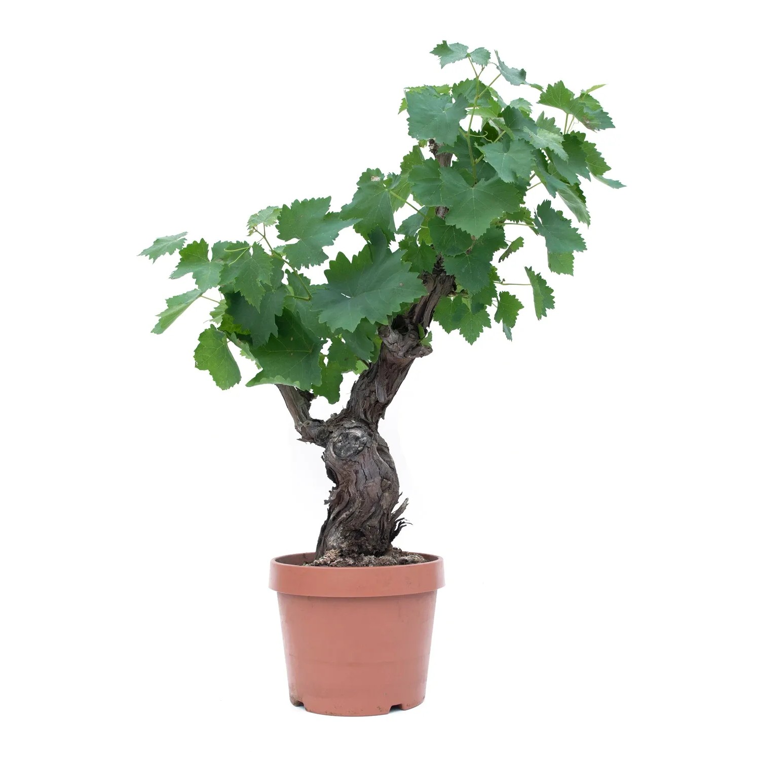 dracena species Bicolor Dragon Tree