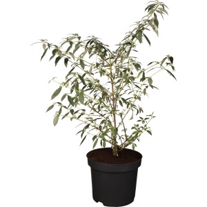 Sommerflieder Cremefarbene Blüten Topf-Ø ca. 19 cm Buddleja Berries & Cream