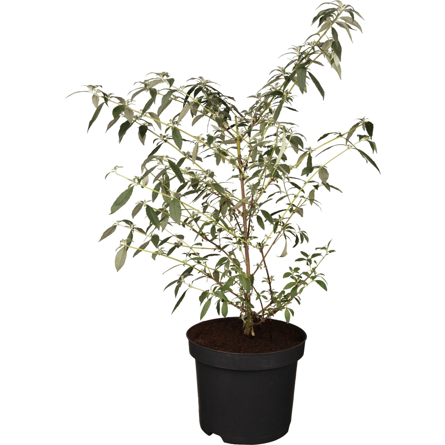 Sommerflieder 'Berries & Cream' im Topf, cremefarbene Blüten, ca. 19 cm Topf-Ø. Schmetterlingsflieder für Garten und Balkon.