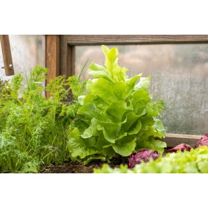 Frischer Salatspinat (Spinacia oleracea) in einer 6er Schale, Blattgemüse für den Garten.