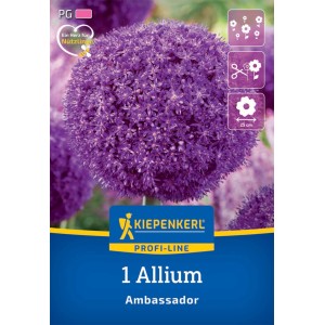 Kiepenkerl Zierlauch Ambassador: Blau-violette Blüte, ideal für Beet und Vase.