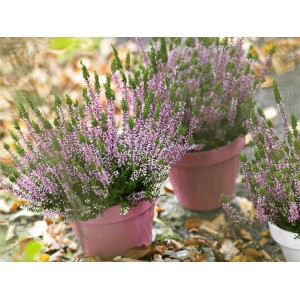 Knospenblüher-Heide "Gardengirls" im Topf, Farbauswahl. Winterharte Calluna vulgaris für Balkon und Garten.