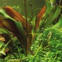 Dennerle Plants Echinodorus Red Chamäleon, Aquariumpflanze mit roten und grünen Blättern.