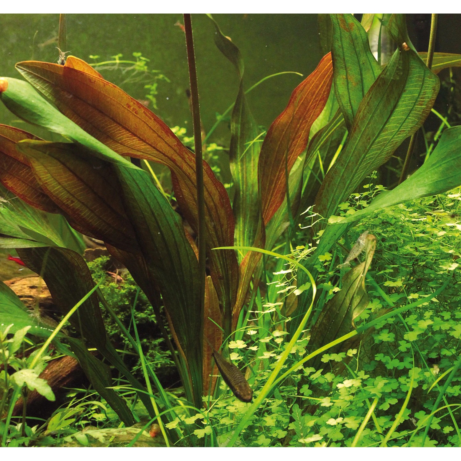 Dennerle Plants Echinodorus Red Chamäleon, Aquariumpflanze mit roten und grünen Blättern.