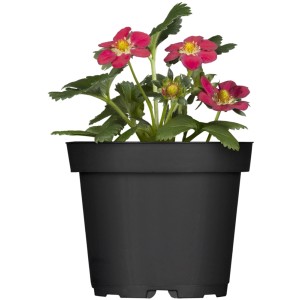 Bio-Erdbeere 'Toscana' im Topf mit dunkelrosa Blüten und grünen Blättern.
