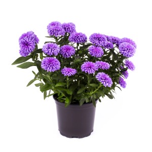 Aster Hybrid im Topf mit violetten Blüten, ca. 15-25 cm hoch. Blühende Beet- und Kübelpflanze.