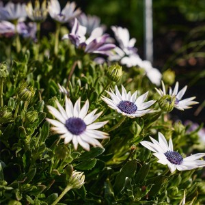 Kapkörbchen (Osteospermum) im Topf, weiße Blüten mit blauem Zentrum, Stehpflanze für Beet und Balkon.