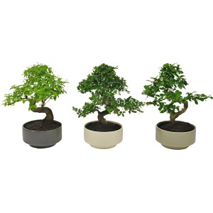Drei Bonsai-Bäume im Keramiktopf, verschiedene Sorten und Farben.