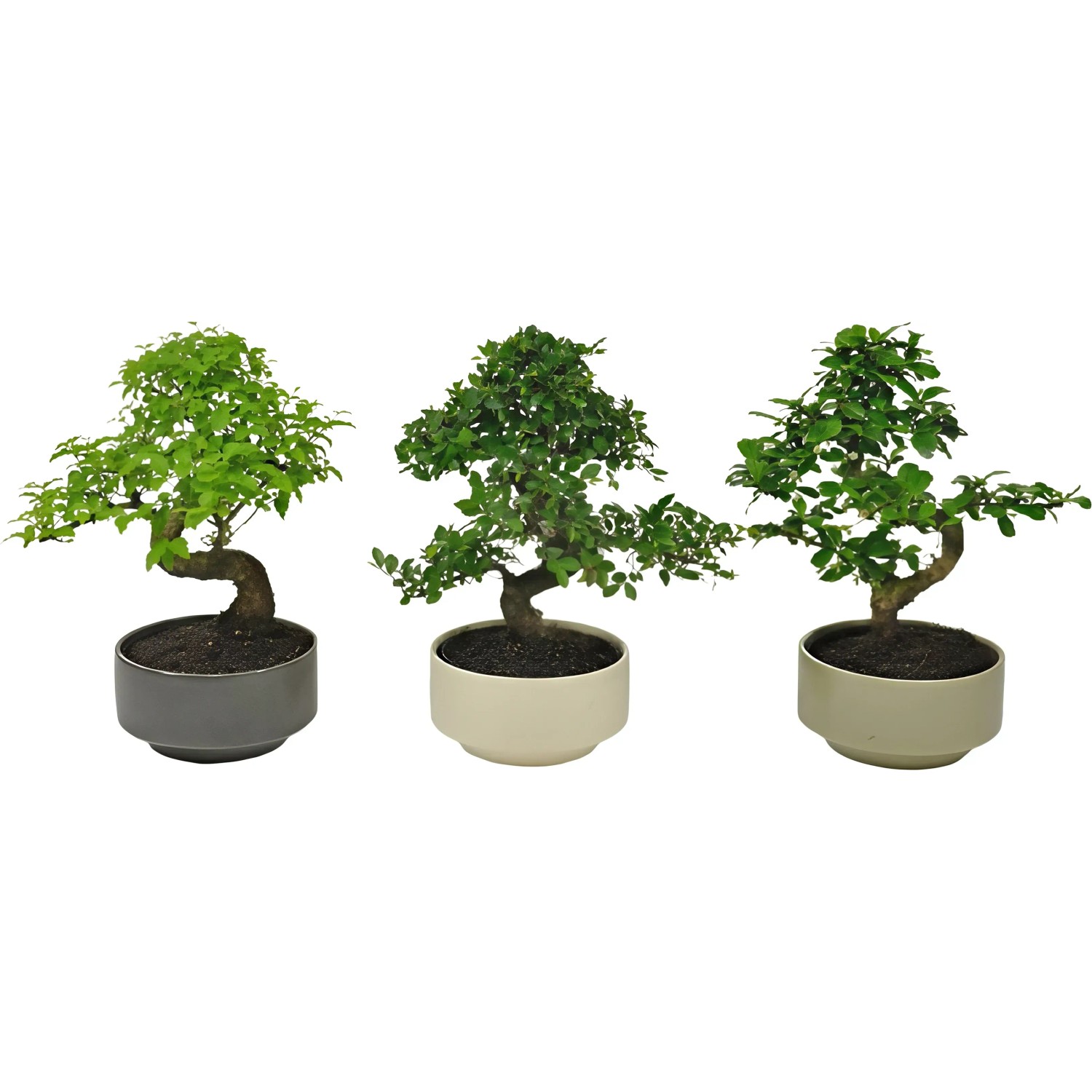 Zimmerbonsai kaufen bei OBI