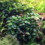 Dennerle Aquariumpflanze Anubias Bonsai, kleine, grüne Blätter im Aquarium.