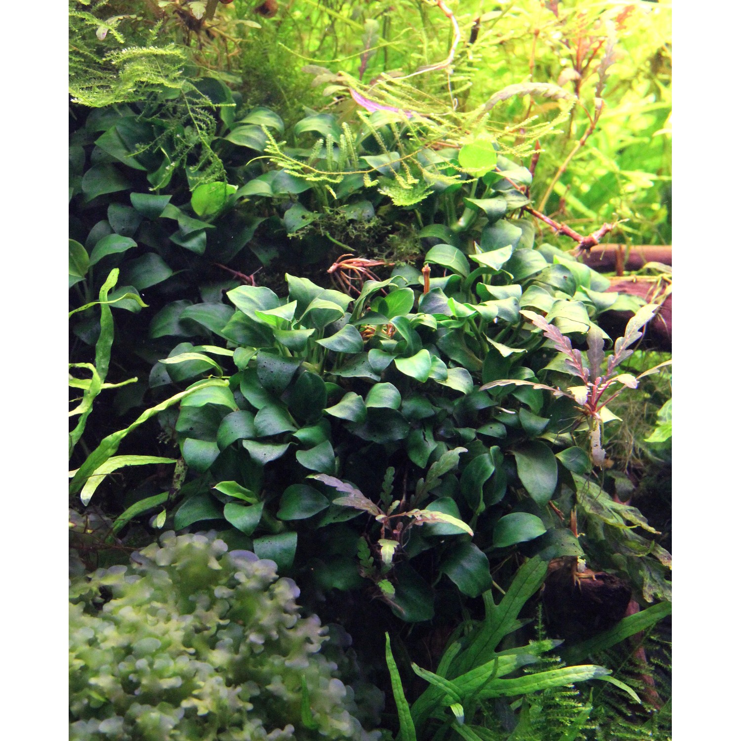 Dennerle Aquariumpflanze Anubias Bonsai, kleine, grüne Blätter im Aquarium.