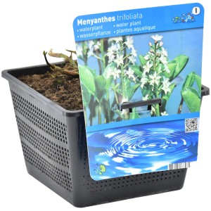 Fieberklee im Topf, Menyanthes trifoliata, Teichpflanze für naturnahe Ufer.