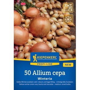 Kiepenkerl Wintersteckzwiebeln Winteria, gelbe Zwiebeln, 50 Stück.