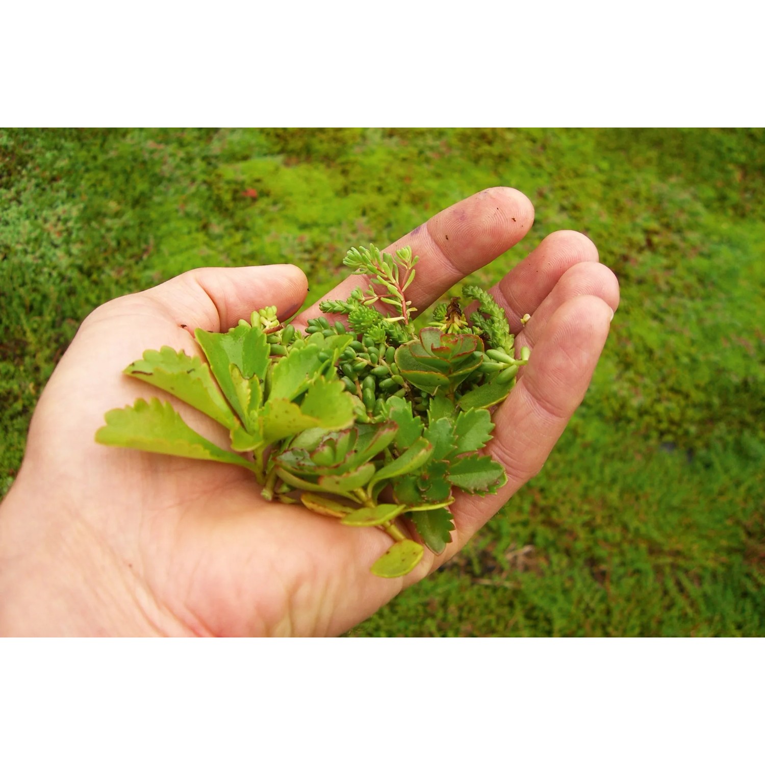 Hand hält Sedumsprossen für Skan Holz Dachbegrünung Carport Emsland/Wendland.