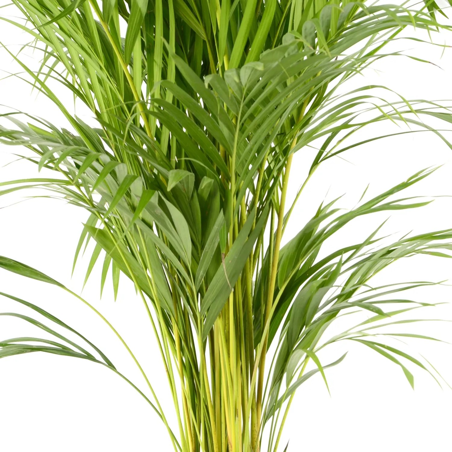 geigenfeige kaufen berlin Große Geigenfeige kaufen – Green Me Up main image 1