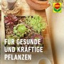 Compo Cactea Kakteen- und Sukkulentenerde 5 l_9