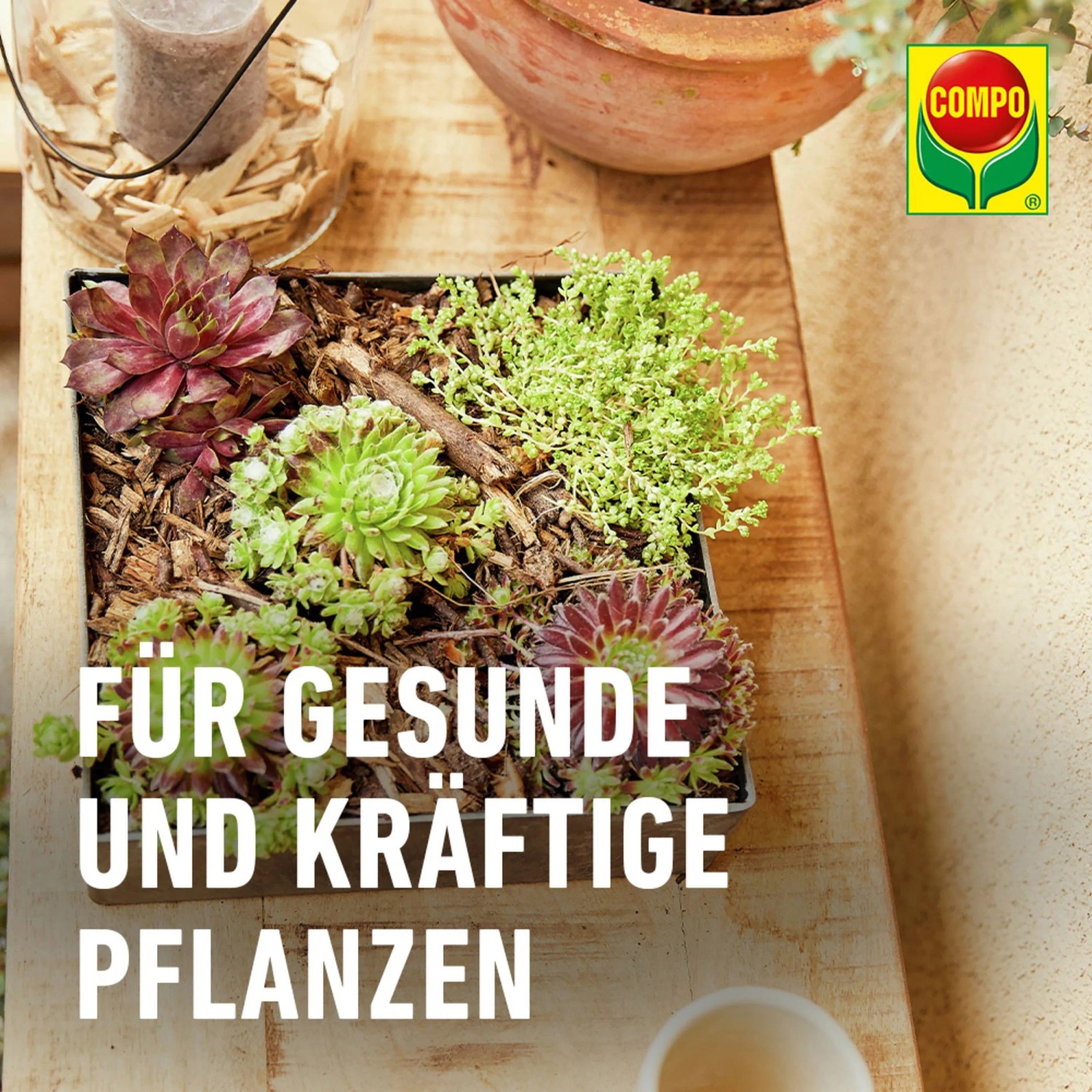 Compo Cactea Kakteen- und Sukkulentenerde 5 l_9