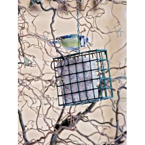 Dobar Vogelfutterspender mit Meisenknödel und Blaumeise im Baum.