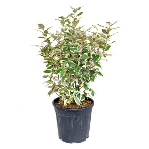 Immergrüne Ölweide 'Elaeagnus ebbingei' im Topf, ca. 60 cm hoch, mit bunten Blättern.