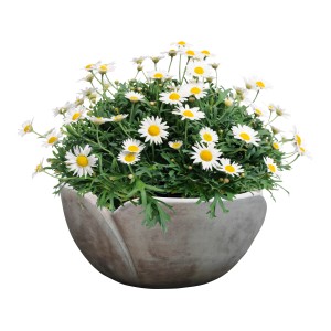 Brauner Terrakotta Topf in Tulpenform (Ø 33,5 cm) mit Margeriten.