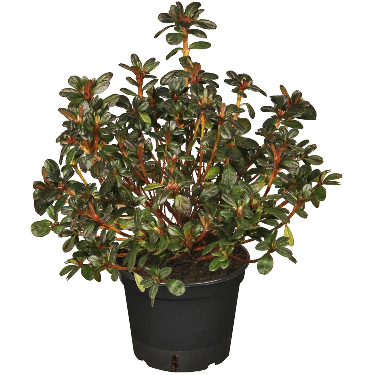 Rhododendren Wei kaufen bei OBI