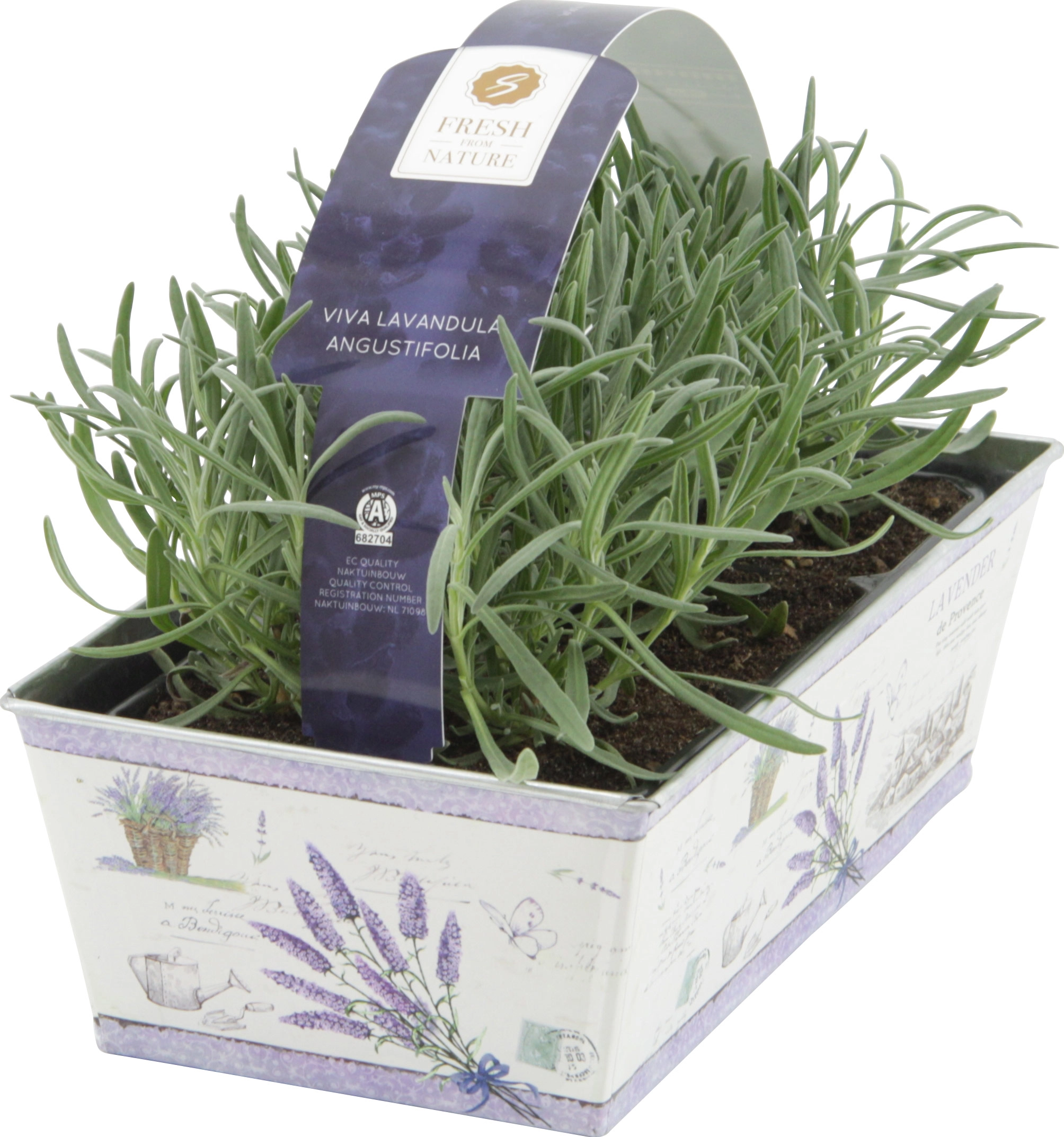 OBI Lavendel 6erSet in Zink TopfØ ca. 1 cm Lavandula kaufen bei OBI