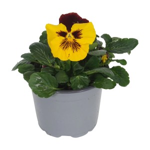 Gelbes Stiefmütterchen Cats im Topf, Frühjahrsbepflanzung für Beet und Balkon.