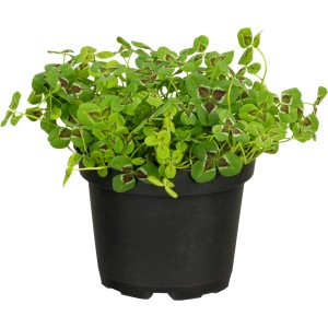 GROW by OBI Weißklee im Topf, grüne Blätter mit dunklen Zeichnungen, Zierpflanze für Garten und Balkon.