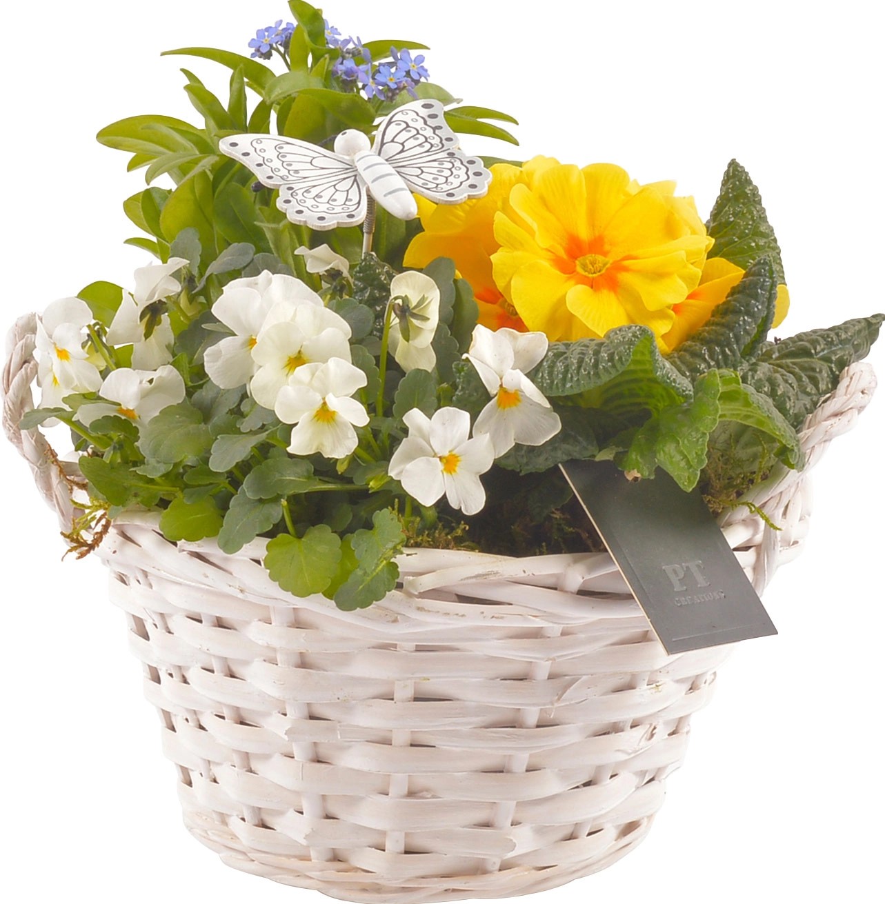 Buntes Frühlingsarrangement mit Tausendschön im HolzkorbTopfØ ca. 20