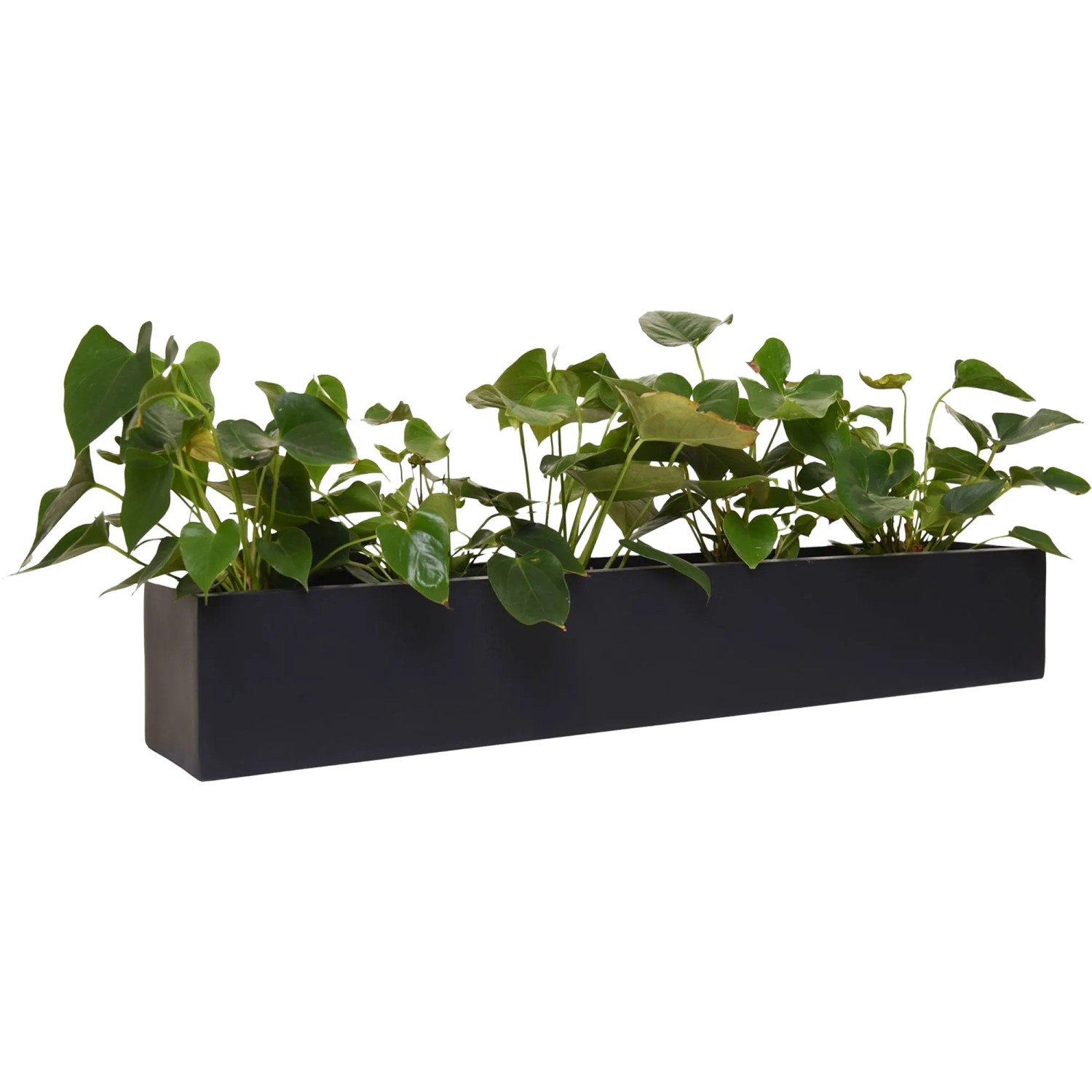 Vivanno Pflanzkasten Flobo 100 cm x 17 cm x 15 cm Anthrazit kaufen bei OBI