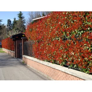 Glanzmispel Red Robin als Hecke: Immergrüne Photinia mit leuchtend roten Blättern im Garten.
