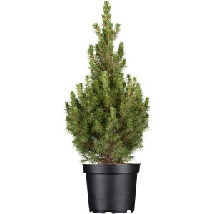 OBI Zuckerhutfichte "Conica" Höhe ca. 20 - 30 cm Topf ca. 2 l Picea